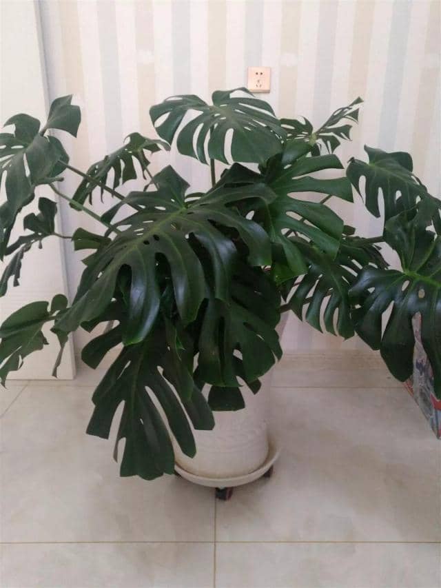 凤梨怎么分株扦插：家庭园艺的简易繁殖方法