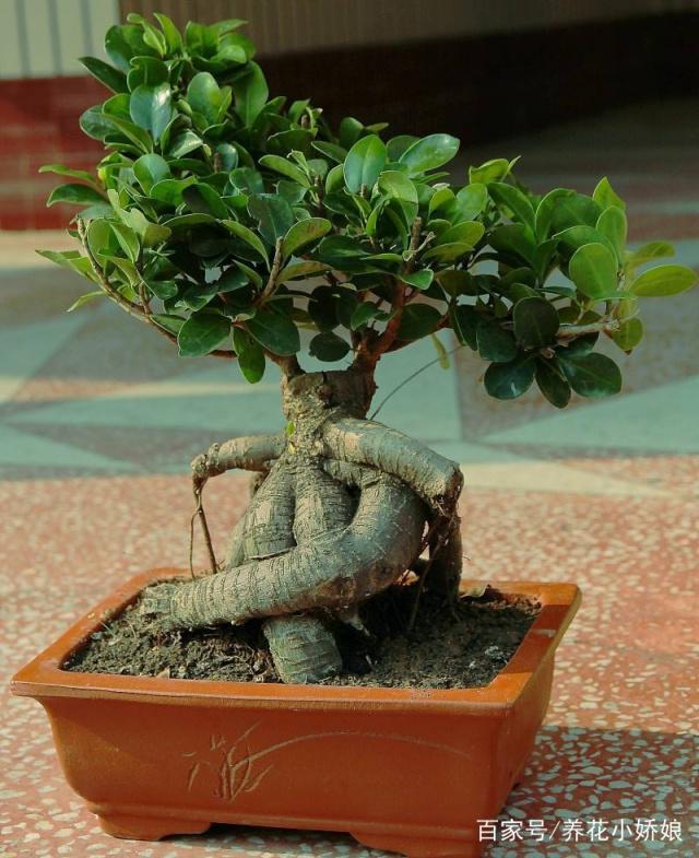 栀子花几月扦插图解：掌握最佳时节与技巧