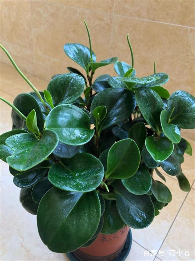 月季花懒人扦插方法：轻松繁殖美丽花朵