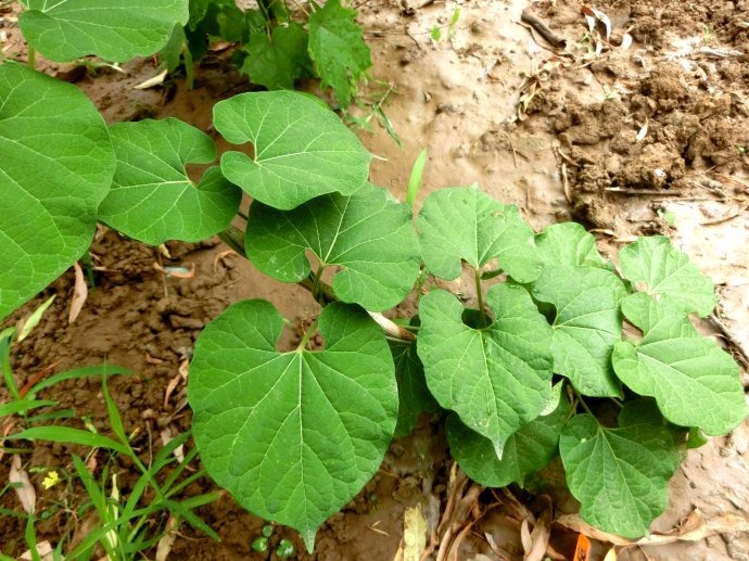 多肉叶子发黄怎么办：专业园丁的养护指南