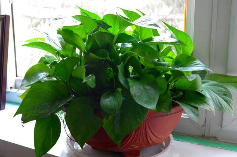 松红梅的养殖方法