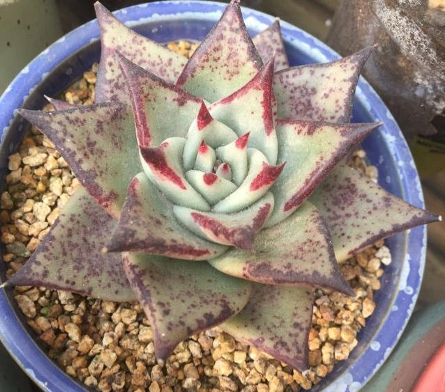 广东西洋菜的种植方法