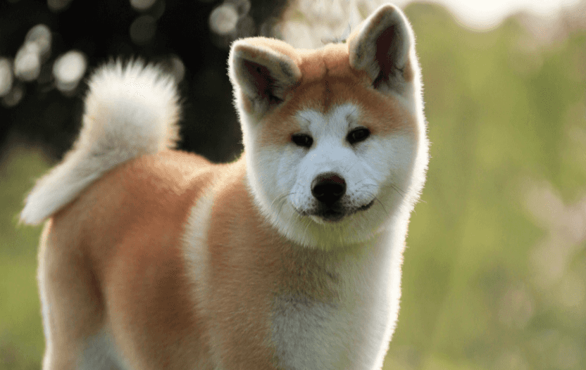 猫咪咬自己的舌头：揭秘背后的原因与应对策略