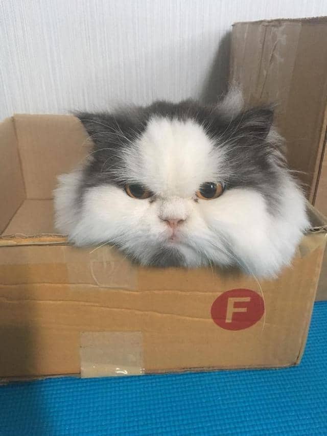 上海卖狗狗的地方：探寻宠物之城的温暖角落