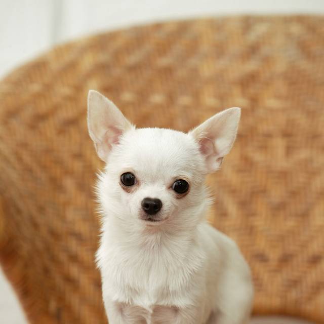 猫咪毛藓的原因：揭秘背后的真相