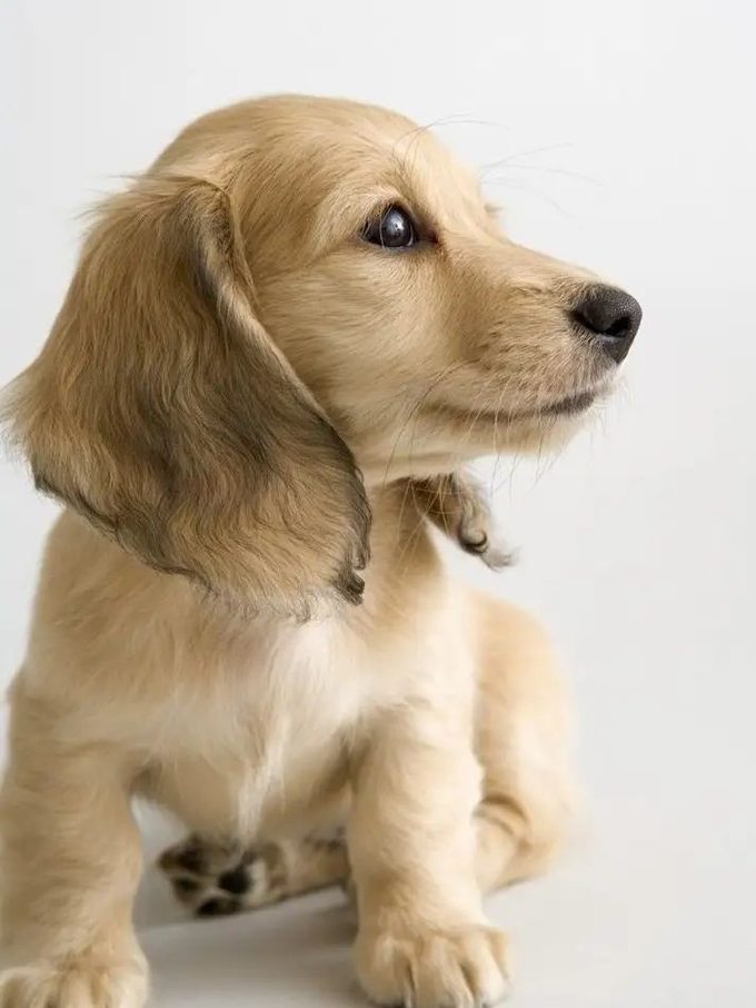 猫咪忧郁的眼神：揭开宠物情感世界的秘密