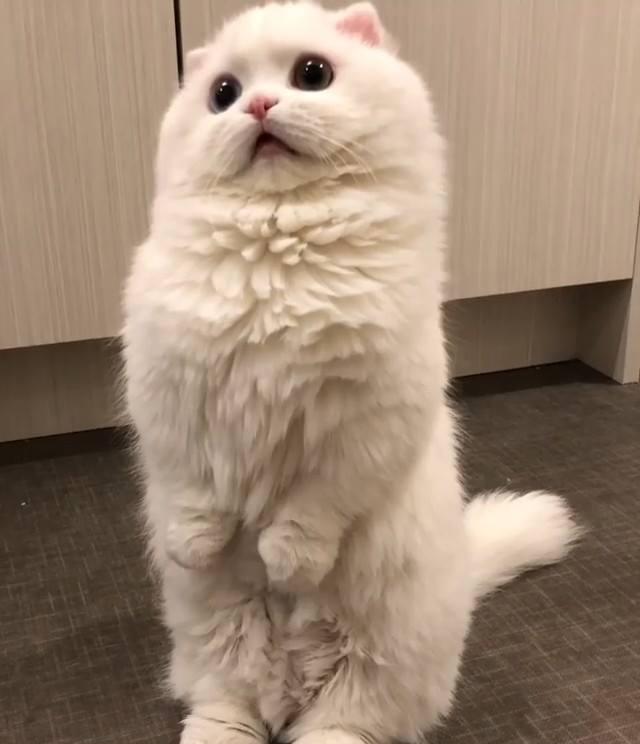 用强生给狗狗洗澡：温馨护理，爱的沐浴时光