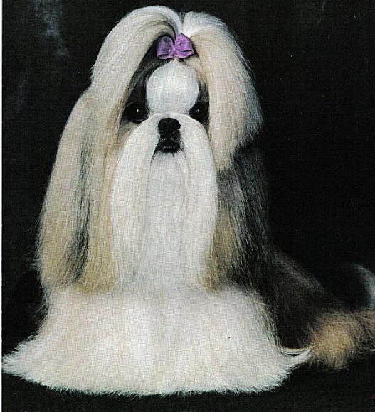 布偶猫吐血丝什么原因：解开猫咪健康的谜团