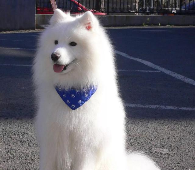 狗狗不喜欢穿鞋——探索宠物的舒适与自由