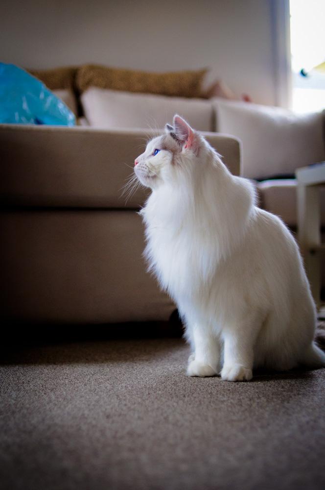 屋里都是死猫——揭开背后的真相