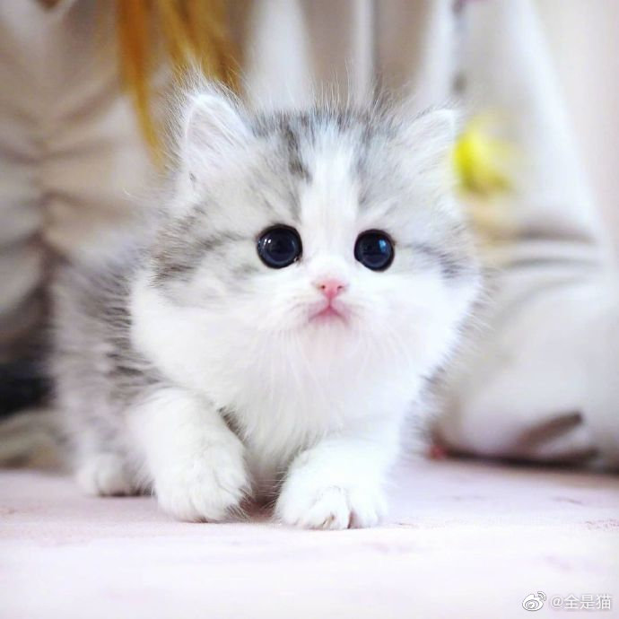 嘴巴畸形的可爱猫咪：小缺陷成就大魅力