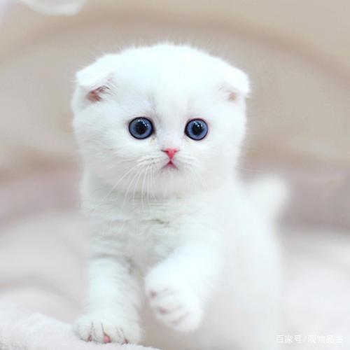 国产狗狗驱虫药——守护爱宠健康，从驱虫开始