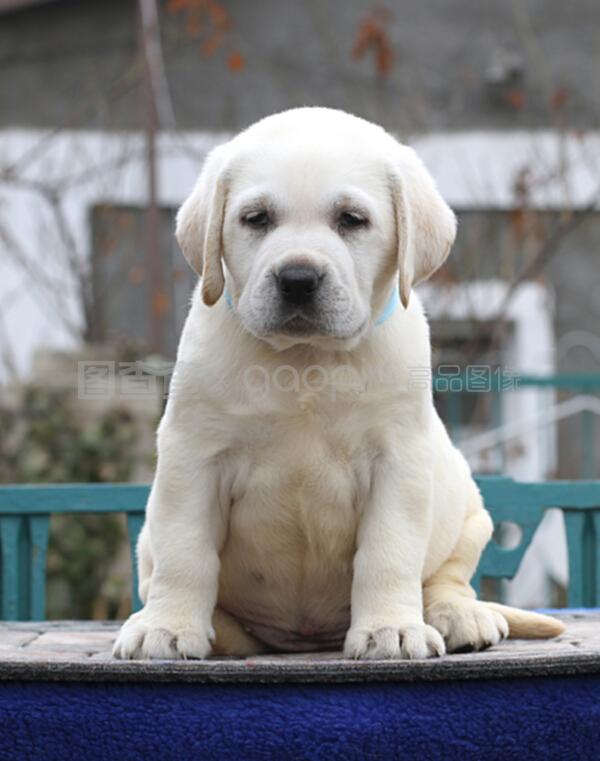 宠物鸭一直叫是为什么原因