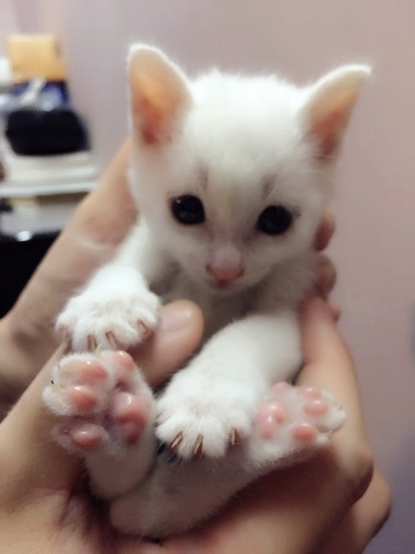 和狗狗ooxx：揭秘宠物护理人员的温馨日常