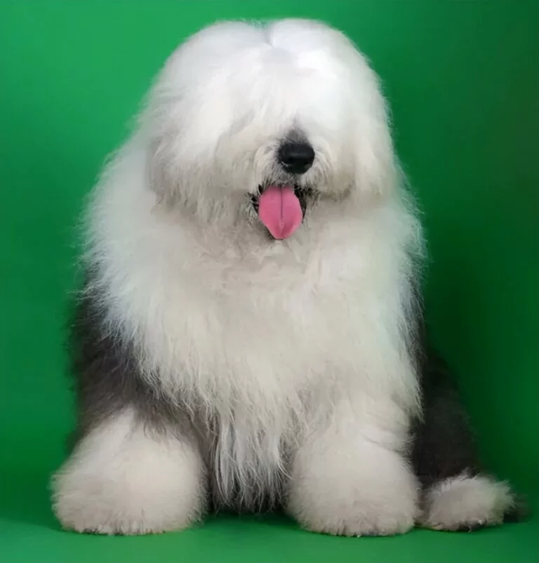 猫咪屁股经常粘屎：揭秘背后的原因与解决方法