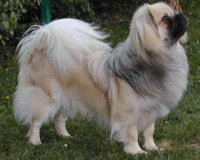 三个月的狗狗犬瘟——及时的护理与关爱