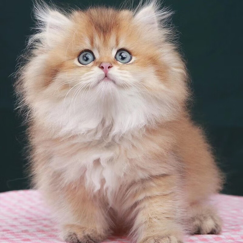 狗狗手脚瘫痪——关爱宠物健康的每一个细节