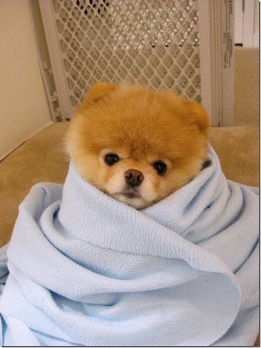 宠物身上痘痘是什么原因